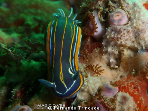 Hypselodoris villafranca going down.
Light form side on ... by Fernando Trindade 